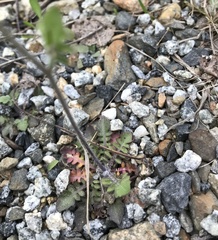 Arabidopsis suecica