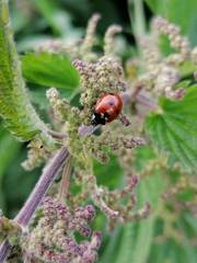 Coccinella septempunctata