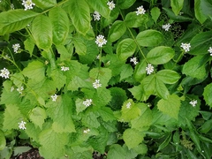 Alliaria petiolata