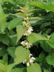 Lamium album