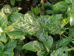 Arum italicum