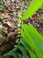 Polygonatum orientale