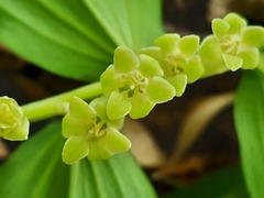 Polygonatum orientale