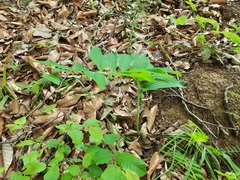 Polygonatum orientale