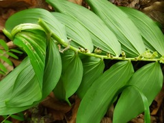Polygonatum orientale
