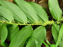 Polygonatum orientale