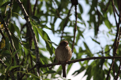 Passer domesticus