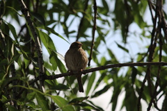 Passer domesticus
