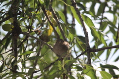 Passer domesticus