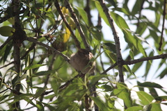 Passer domesticus