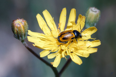 Cryptocephalus rugicollis