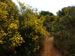Calicotome spinosa
