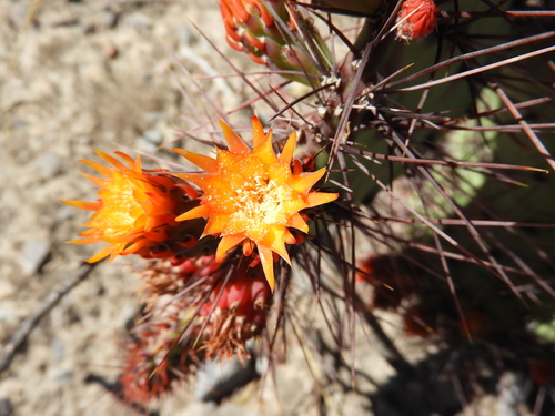 Image of Opuntia stenopetala by (c) Leticia Jiménez Hernández, some rights reserved (CC BY-SA)
