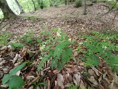 Vicia abbreviata