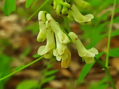 Vicia abbreviata