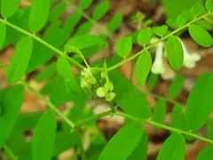 Vicia abbreviata