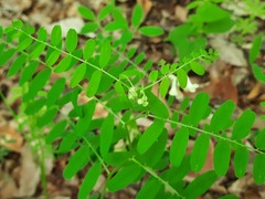 Vicia abbreviata