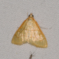 Helvibotys helvialis