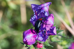 Heliotaurus ruficollis