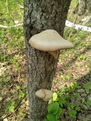 Pleurotus calyptratus