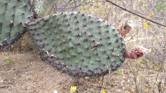 Opuntia pilifera