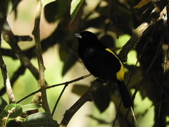 Ramphocelus flammigerus icteronotus