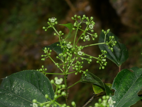Image of Viburnum propinquum by (c) Jacy Chen, some rights reserved (CC BY)