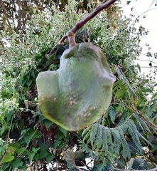 Jacaranda brasiliana