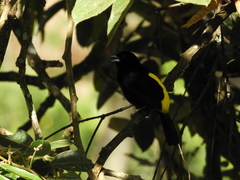 Ramphocelus flammigerus icteronotus