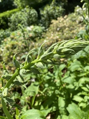 Digitalis grandiflora