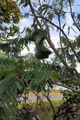 Jacaranda brasiliana
