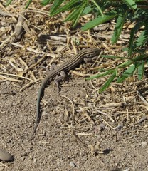 Aspidoscelis uniparens