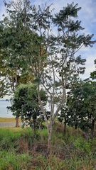 Jacaranda brasiliana