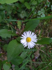 Bellis perennis