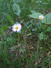 Bellis perennis