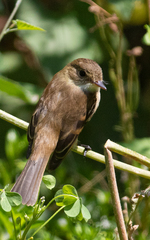 Empidonax albigularis