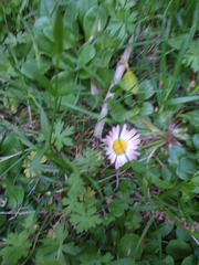 Bellis perennis