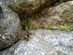Tortula muralis muralis