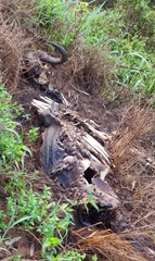 Connochaetes taurinus