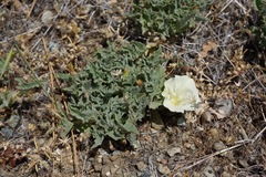 Calystegia collina venusta