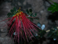 Calliandra purpurea