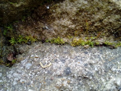 Tortula muralis muralis