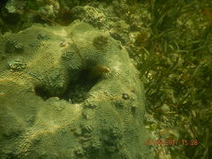 Gymnothorax miliaris