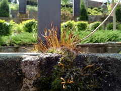 Tortula muralis muralis
