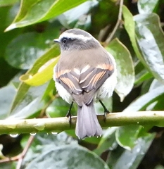 Ochthoeca rufipectoralis