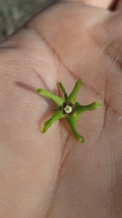Chthamalia tehuacana