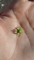 Chthamalia tehuacana