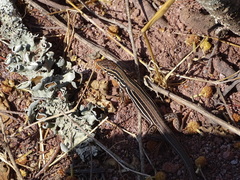 Aspidoscelis gularis