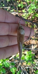 Chthamalia tehuacana