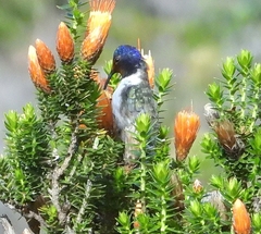 Oreotrochilus chimborazo